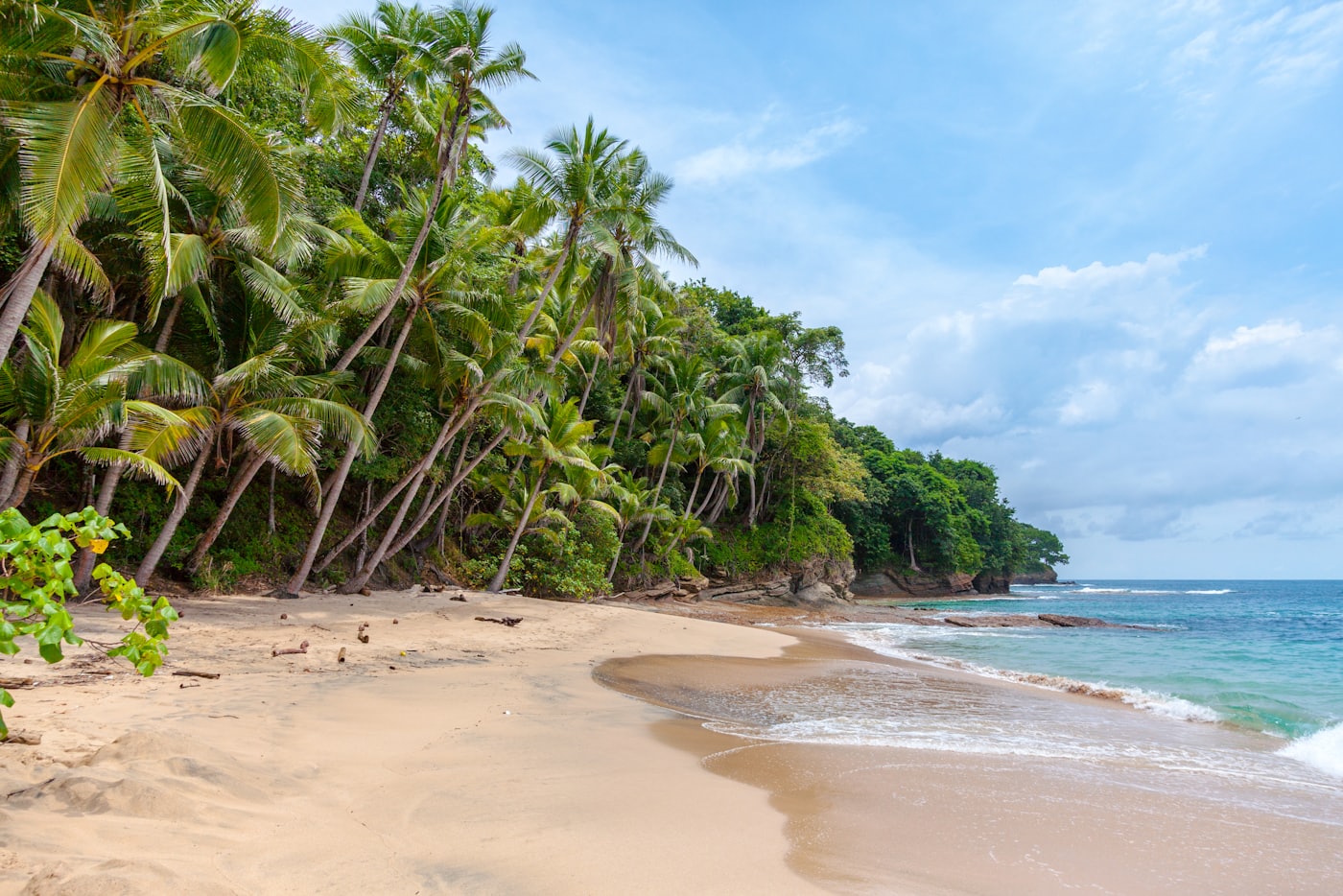 Secluded tropical beach lined with leaning palm trees